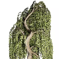 Weeping Willow Bonsai Potted Plants with Curved Trunk and Lush Leaves in Gray Pot