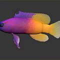 Vibrant Colorful Aquatic Fish With Pink Purple Yellow Scales And Reflection On Dark Background