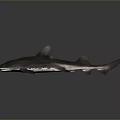 Realistic Detailed Brown Spotted Shark with Fins and Tail on Gray Background