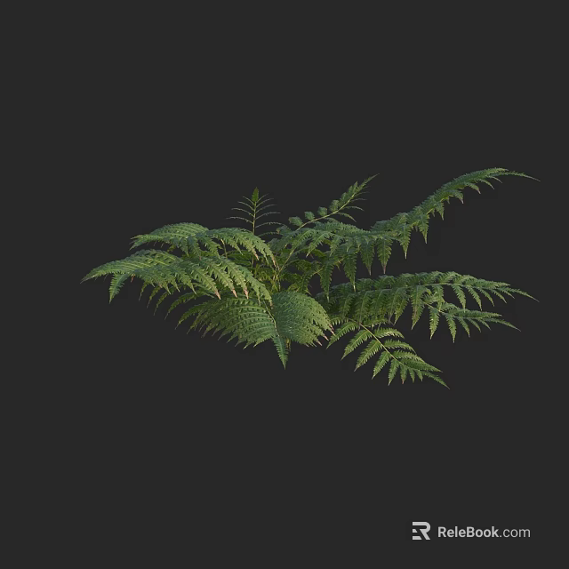 Lush Green Fern Plant With Vibrant Feathery Fronds And Natural Fresh Foliage 3d model 