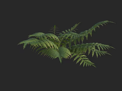 Lush Green Fern Plant With Vibrant Feathery Fronds And Natural Fresh Foliage 3d model