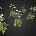 Lush Green Decorative Plants With White Flowers And Fresh Green Leaves For Home Garden