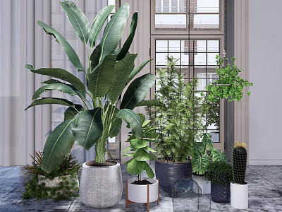 Indoor Potted Plants Various Types With Green Leaves In Different Pots For Home Decor 3d model