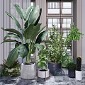 Indoor Potted Plants Various Types With Green Leaves In Different Pots For Home Decor
