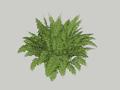 Lush Green Fern Plant With Dense Feathery Fronds And Vibrant Foliage 3d model