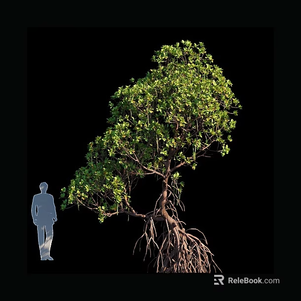 Tall Tree with Lush Green Leaves and Exposed Roots Beside Human Silhouette on Black Background 3d model 