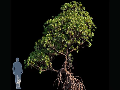 Tall Tree with Lush Green Leaves and Exposed Roots Beside Human Silhouette on Black Background 3d model