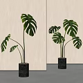 Tall Monstera Plants with Large Green Leaves in Black Cylindrical Indoor Pots