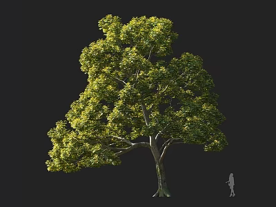 Tall Arbor With Lush Green And Yellowish Leaves And Human Figure For Scale 3d model