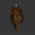 Aquatic Animal Conch With Spiky Brown Shell And Textured Natural Surface