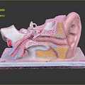 Detailed Human Ear Anatomical Model Showing Internal Structures And Colored Educational Components