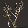 Tall Leafless Tree With Thick Trunk Twisted Branches And Small Figure Beside
