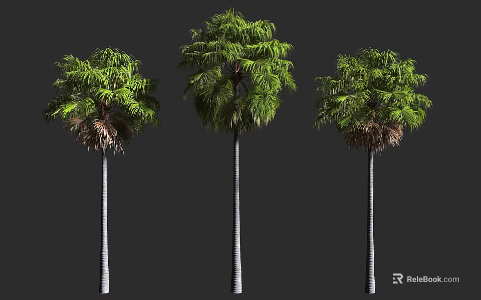 Three Upright Trees With Green Lush Foliage And White Straight Trunks 3d model 