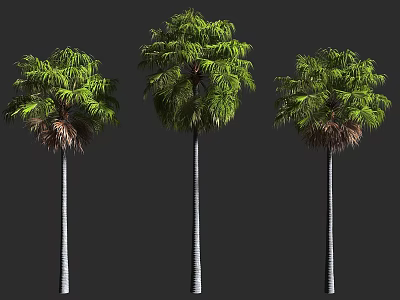 Three Upright Trees With Green Lush Foliage And White Straight Trunks 3d model