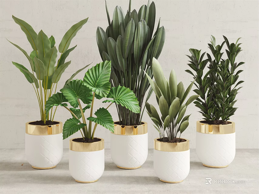 Various Green Potted Plants In White Pots With Golden Edges On Light Background 3d model 
