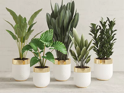 Various Green Potted Plants In White Pots With Golden Edges On Light Background 3d model