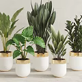 Various Green Potted Plants In White Pots With Golden Edges On Light Background