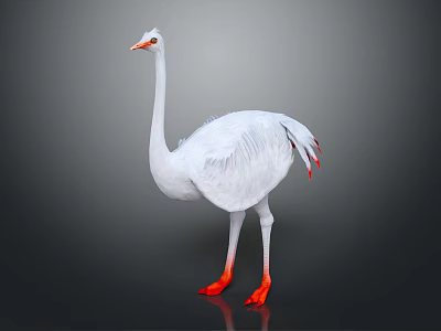 White Ostrich Bird With Red Beak And Orange Feet On Gray Background 3d model