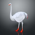 White Ostrich Bird With Red Beak And Orange Feet On Gray Background