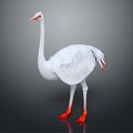 Modern Ostrich 3d model