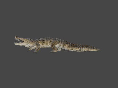 Game Movie Character Crocodile 3D Model With Open Mouth And Crawling Pose On Gray Background 3d model