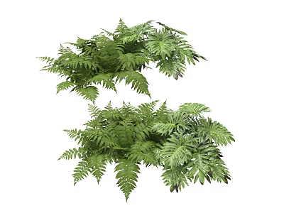 Lush Green Ferns With Fresh Leaves For Natural Indoor Botanical Decor 3d model