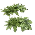Lush Green Ferns With Fresh Leaves For Natural Indoor Botanical Decor