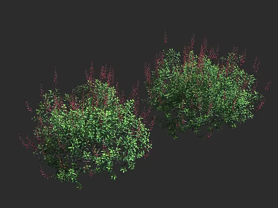 Green Shrubs With Red Flowers And Lush Foliage In Natural Garden 3d model