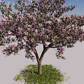 Pink Flowering Arbor with Lush Pink Blossoms Blue Sky White Clouds and Green Grass