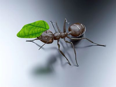 Close up of brown ant carrying fresh green leaf on smooth surface 3d model