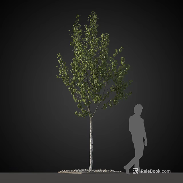 Tall Arbor With Lush Green Leaves And Straight Trunk Near Human Silhouette 3d model 