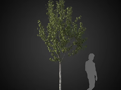 Tall Arbor With Lush Green Leaves And Straight Trunk Near Human Silhouette 3d model