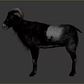 Black And White Ram With Large Curved Horns Standing On Gray Background