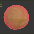 Fresh Green Round Cabbage Healthy Vegetable With Vibrant Color And Texture