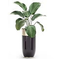 Various Green Potted Plants In Modern Gold Rimmed Planters For Indoor Decor