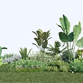Diverse Garden Plants With Tropical Foliage Lush Greenery And Grass