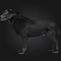 Black Labrador Retriever Standing On Dark Background In Studio View 3d model