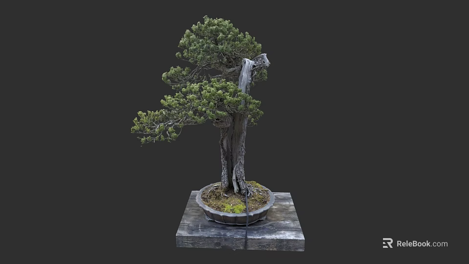 Artistic Bonsai Tree With Curved Trunk Green Foliage Round Pot And Square Base 3d model 