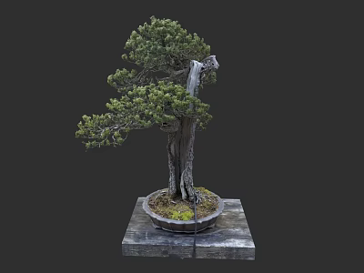 Artistic Bonsai Tree With Curved Trunk Green Foliage Round Pot And Square Base 3d model