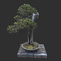 Artistic Bonsai Tree With Curved Trunk Green Foliage Round Pot And Square Base
