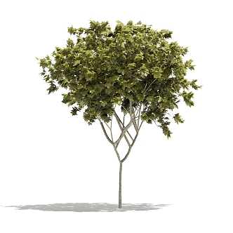 Plant Tree Outdoor Landscape Tree Garden Landscape Tree 3d model