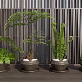 Bonsai Potted Green Plants with Dark Pots Against Indoor Wooden Lattice Wall for Natural Decor