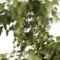 Bonsai Plant With Green Leaves And Thin Trunks Supported By Bamboo Sticks In Woven Pot