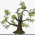 Tall Arbor With Thick Trunk Spreading Branches And Lush Green Leaves 3d model