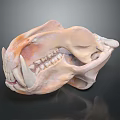 Detailed Big Cat Skull Anatomical Organ With Sharp Teeth And Skeletal Structure