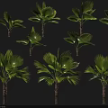Healthy Green Fan Palm Trees With Lush Foliage And Different Growth Postures
