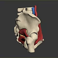 Medical Device Spinal Anatomical Model With Colored Nerves Vessels And Bones For Medical Education