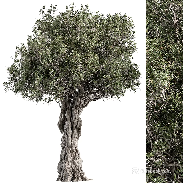 Majestic Tree With Twisted Trunk And Lush Green Foliage In Natural Environment 3d model 