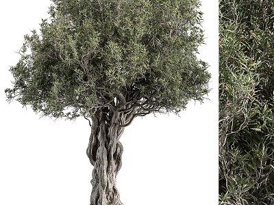 Majestic Tree With Twisted Trunk And Lush Green Foliage In Natural Environment 3d model