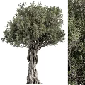 Majestic Tree With Twisted Trunk And Lush Green Foliage In Natural Environment